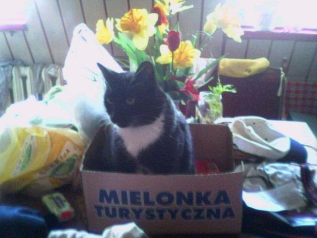 Mielonka turystyczna - krzyska kotek