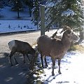 Jasper, Alberta, Canada 8 X 2006