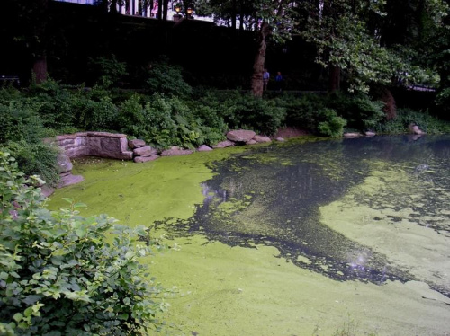 Nowojorski Central Park. Największy park w Nowym Jorku, jednak wszystko jest w nim zrobione ręką człowieka. Pod tą masą zieleni, jest beton, a pod nim cała machineria, która włącza sztuczne strumyczki, wodospady, źródełka. Nie ma w nim niestety nic nat...