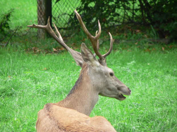 Białowieża.