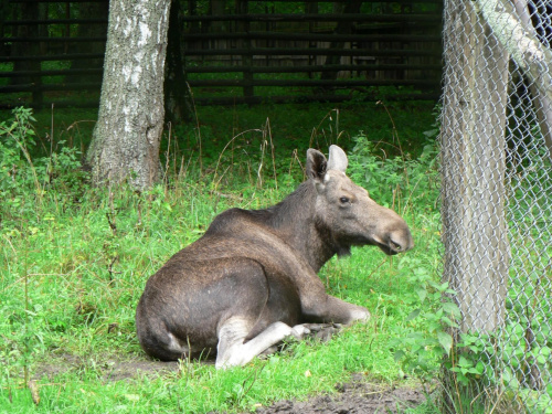 Białowieża.