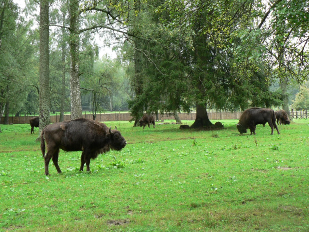 Białowieża.