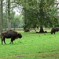 Białowieża.