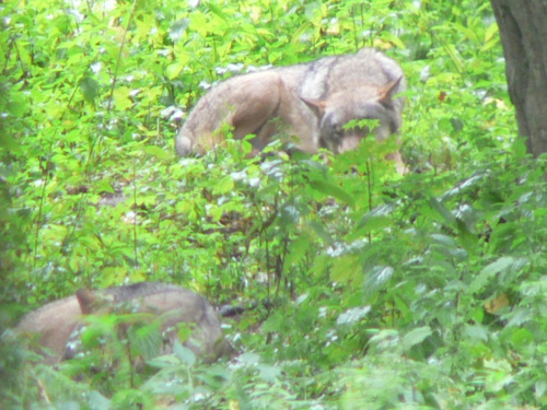 Białowieża.