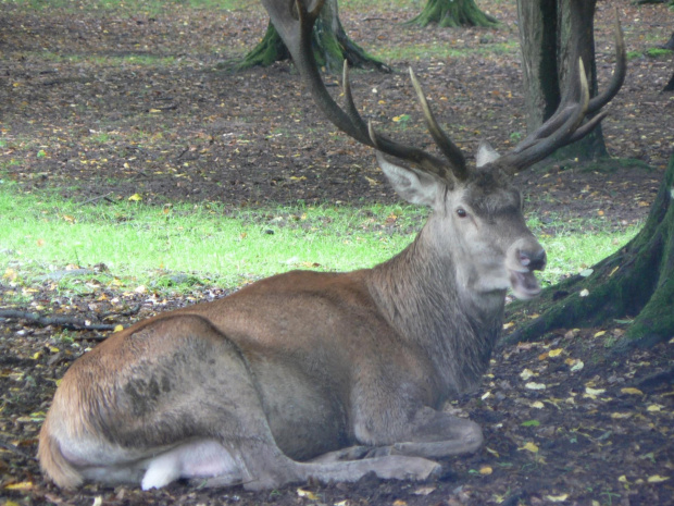 Białowieża.