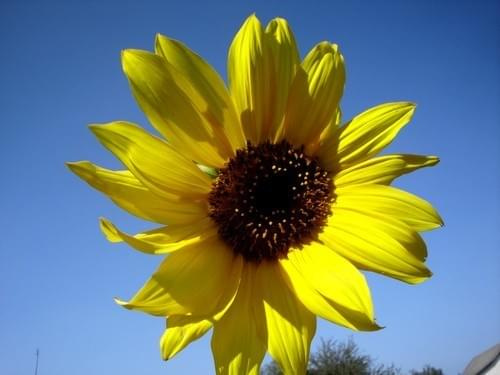 Słonecznik #słonecznik #kwiat