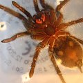 Brachypelma Albopilosum