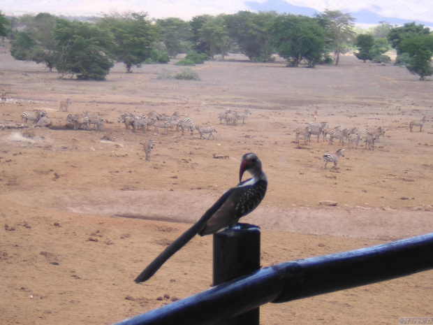 Strażnik obserwator #Safari #Kenia #Afryka