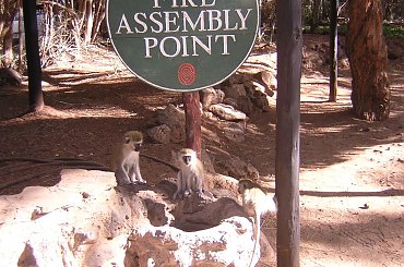 Safari - małpki #Safari #Kenia #Afryka #Małpy