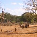 Słonie idą do wodopoju - Taita Hills Sanctuary #Safari #Kenia #Afryka #Słonie