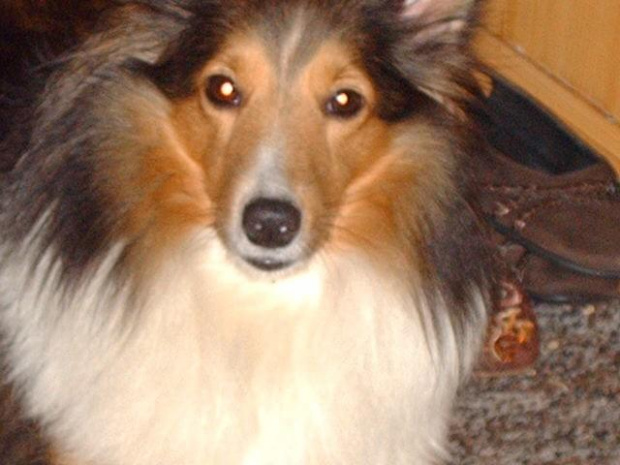 Lassie z brakiem szaty..