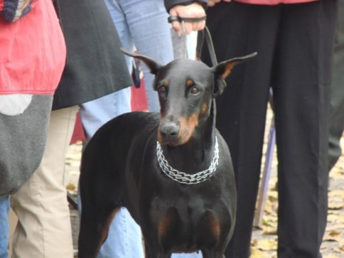 doberman (nazwany przez nas Frodo)