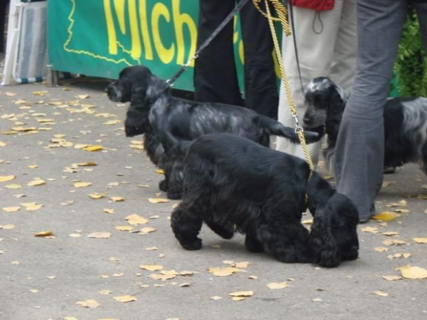 cocker spaniele