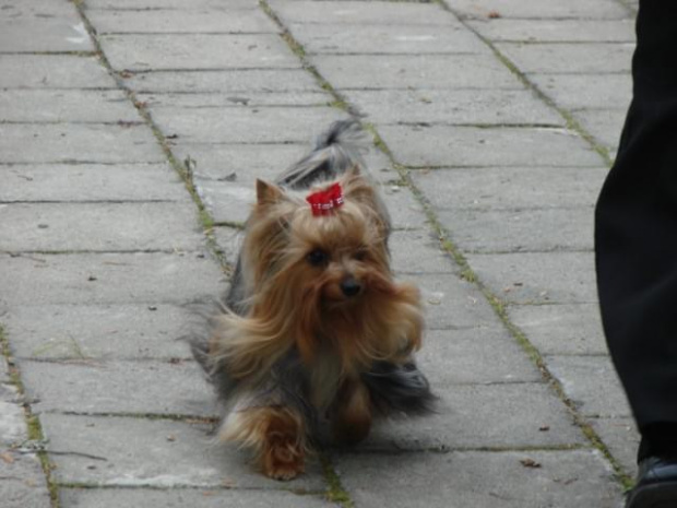 yorkshire terrier