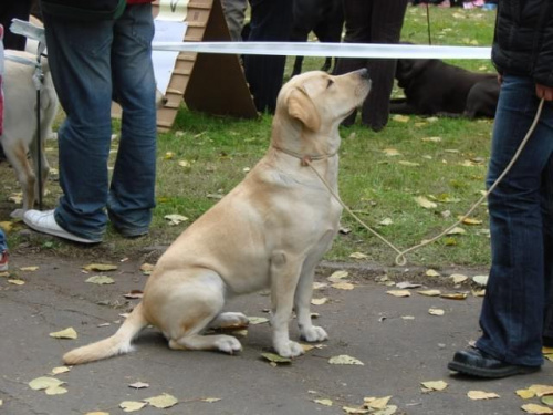 labrador biszkoptowy