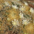 Mammillaria schiedeana