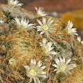 Mammillaria schiedeana