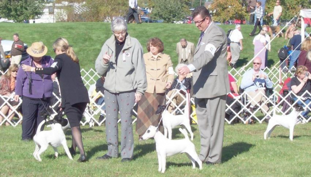 MCKC Open Dog Class 2006