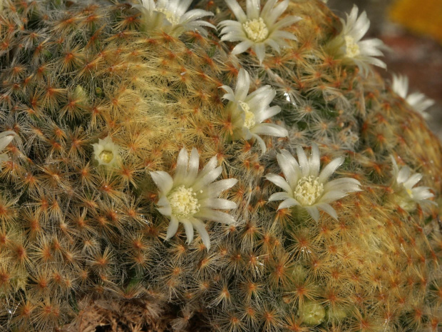 Mammillaria schiedeana