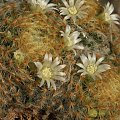 Mammillaria schiedeana