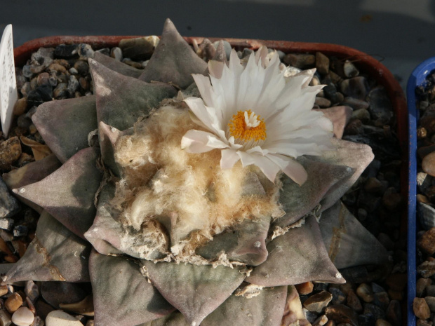 Ariocarpus furfuraceus #AriocarpusFurfuraceus