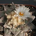 Ariocarpus furfuraceus #AriocarpusFurfuraceus