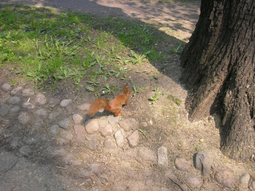 Park i jego stała mieszkanka