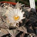 Ariocarpus furfuraceus #AriocarpusFurfuraceus