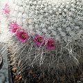 Mammillaria hahniana