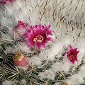 Mammillaria woodsi