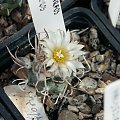 Turbinicarpus flaviflorus