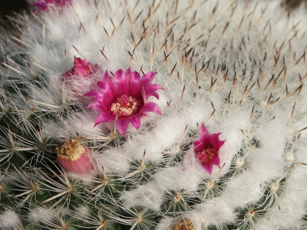 Mammillaria woodsi