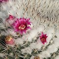 Mammillaria woodsi