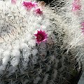 Mammillaria woodsi