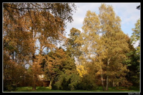 Złota Polska Jesień #park #las #drzewa #liście #jesień
