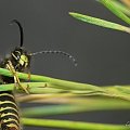 #makro #owady #osa #przyroda