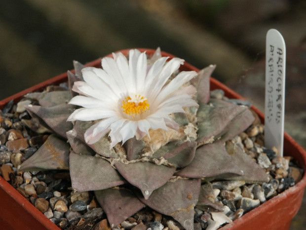 Ariocarpus furfuraceus