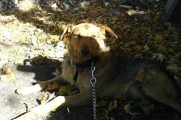 Czabi #Czabi #pies #kundelek #kundel