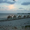 Nad oceanem #Kenia #Ocean #Palmy #plaża #Egzotyka #Natura #Afryka