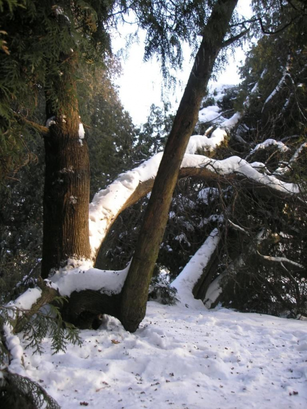 Park Skaryszewski w Warszawie w puchowej szacie