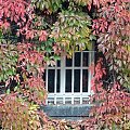 #okno #liście #rosliny #jesień #Gdańsk