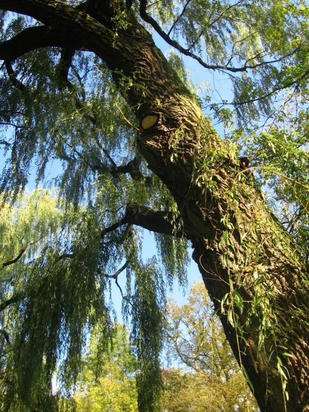 Jesień w Guzowie-pazdziernik2006