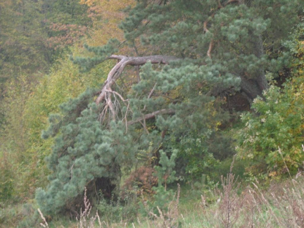 stanczyki i piekna gora 22.10.2006