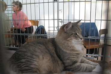 pokaz kotów Elbląg 10.2006 #kot #pokaz