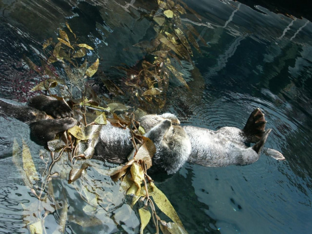 oceanarium