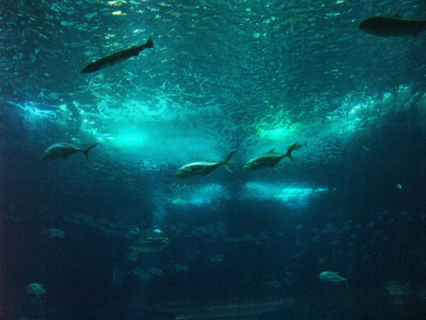 oceanarium