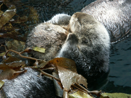 oceanarium