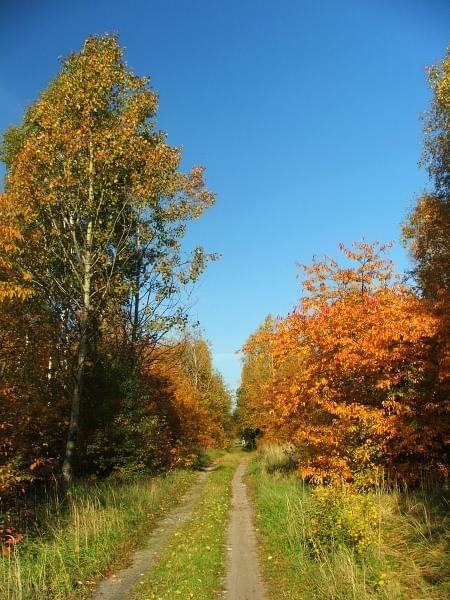Jedziemy do Bałtowa. #las #jesień #ścieżka #droga