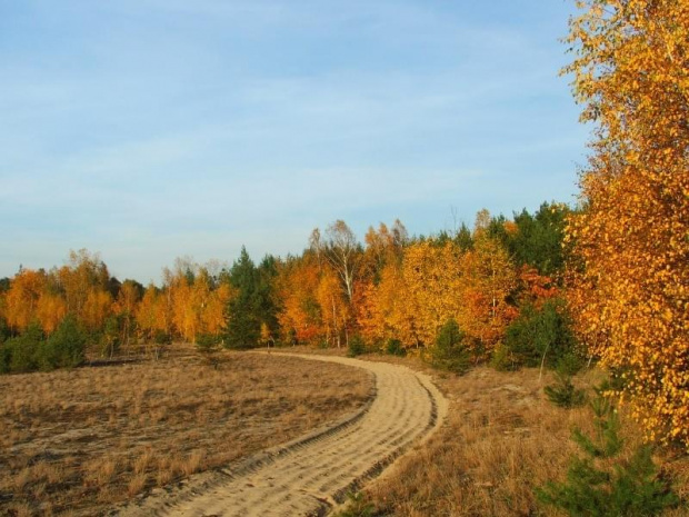 Kopalnia piachu koło Gołębia #jesień #drzewa