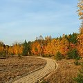 Kopalnia piachu koło Gołębia #jesień #drzewa